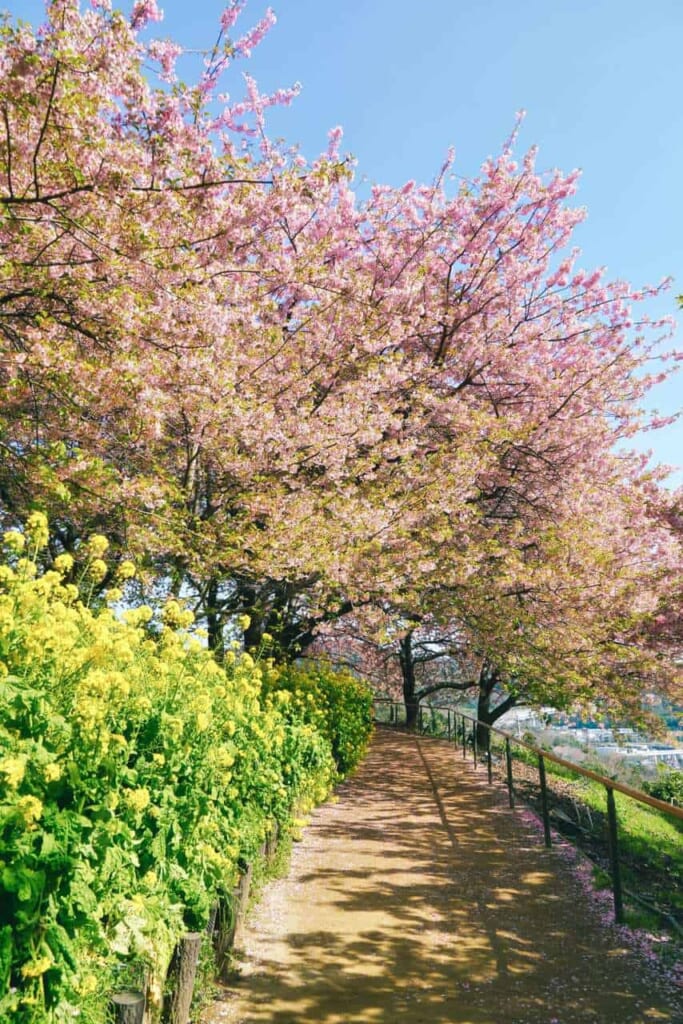 Délicieux mélange de rose, jaune et vert: bienvenue au Matsuda Cherry Blossom Festival