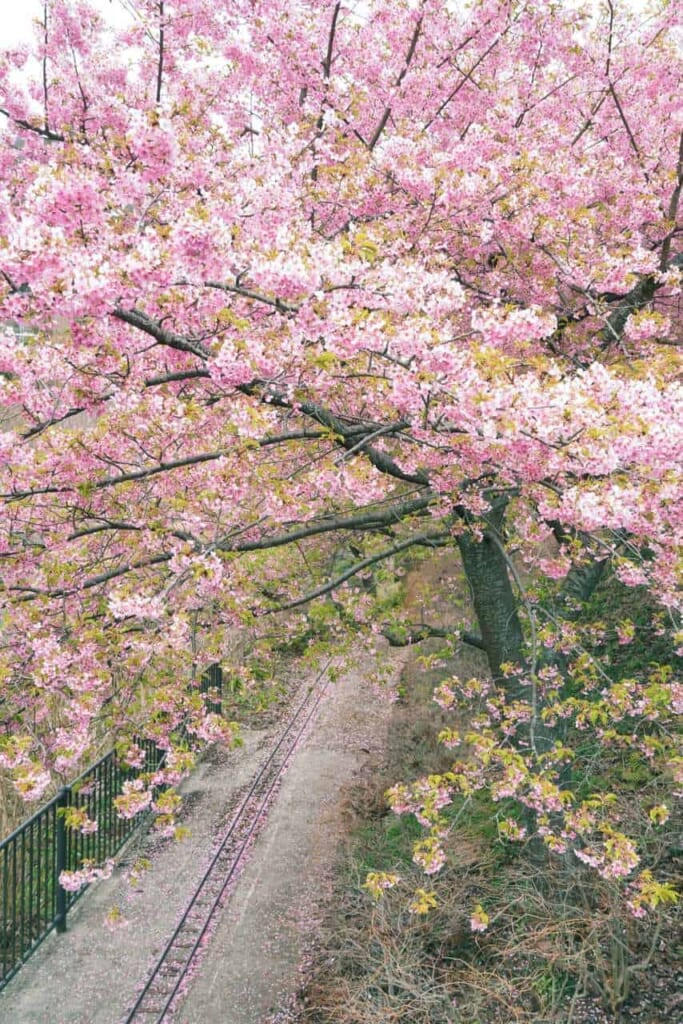 Une journée à Matsuda vous permettra de découvrir les cerisiers en fleurs en avant première