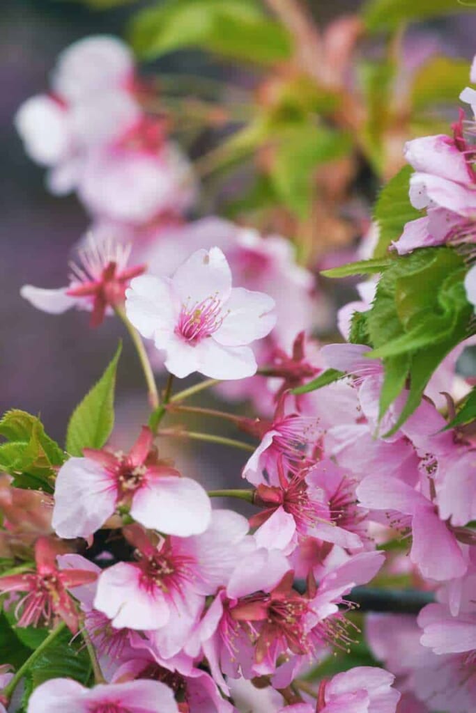 Bien qu'elles fleurissent plus tôt, les kawazu sakura n'en sont pas moins aussi délicates