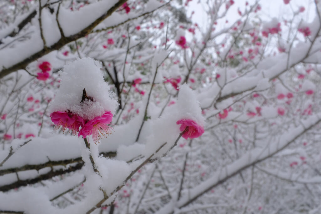 Voir des fleurs d'ume sous la neige est unique