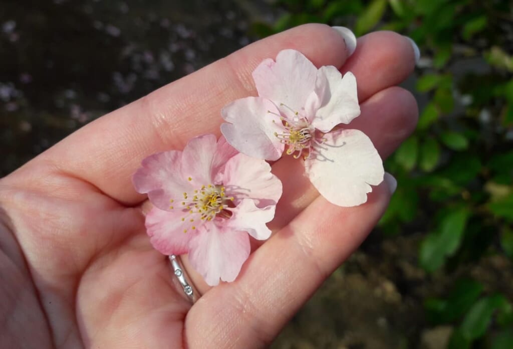 kawazu-sakura, cerisiers précoces