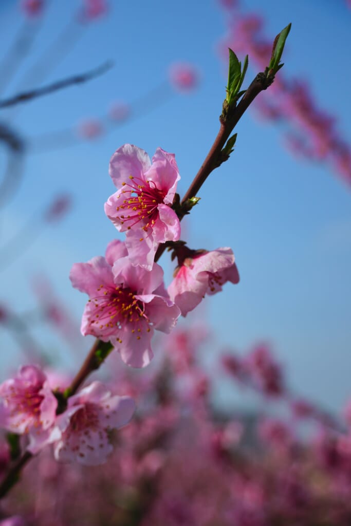 fleurs de pruniers et leur doux parfum de printemps
