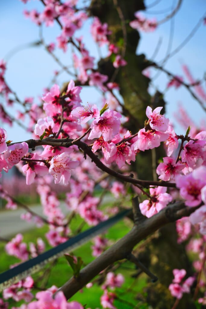 fleurs de pruniers à la couleur rosée