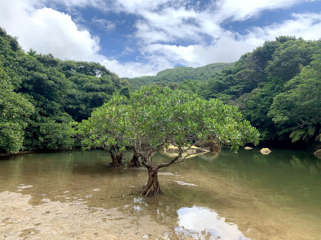 palétuvier dans une mangrove sur l'île d'Iriomote au Japon