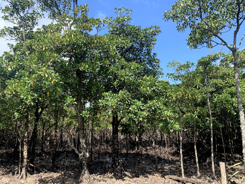 forêt de mangroves sur Iriomote à Okinawa