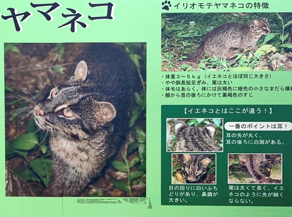 Affiche japonaise explicative sur la chat d'Iriomote