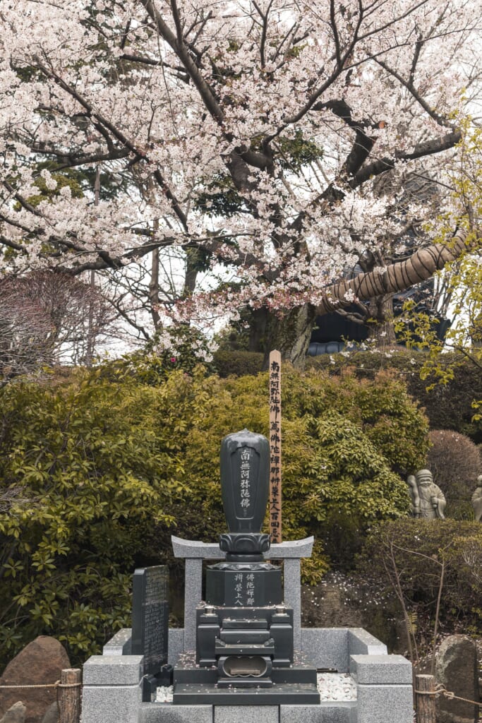 Tombes japonaises sous des cerisiers en fleur