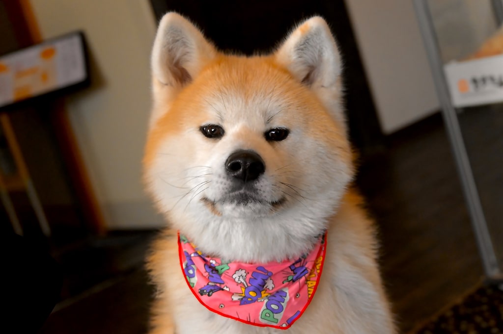 Shiba, Akita et autres chiens japonais : quelle est la race de chien la plus populaire au Japon ?