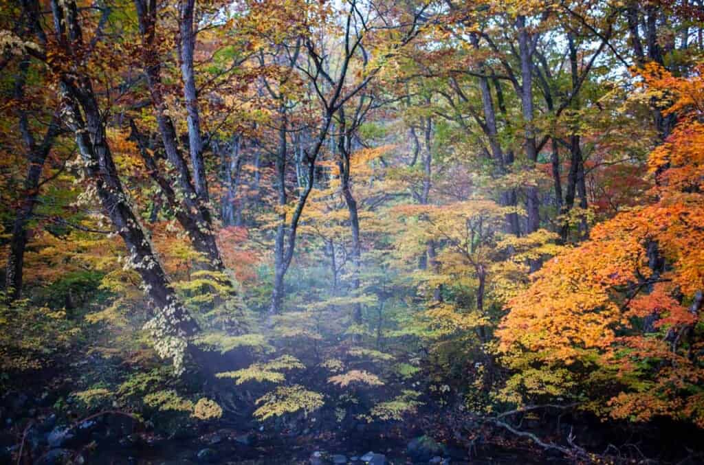 forêt colorée automne au Japon