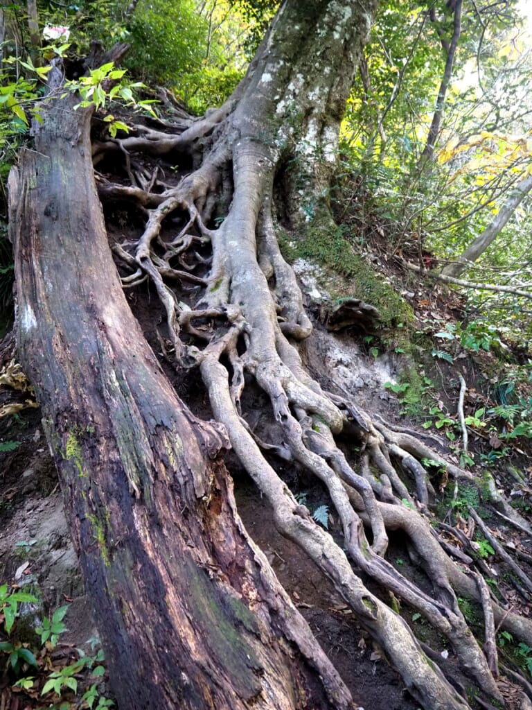 un chemin envahi par des racines au Japon dans la préfecture de Tottori