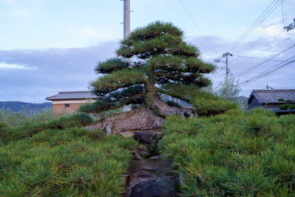 Un pin taillé à la manière d'un bonsaï dont les branches longent le sol sur quatre mètres