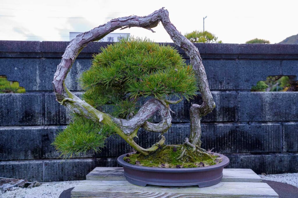 Un bonsaï de pin en forme de spirale