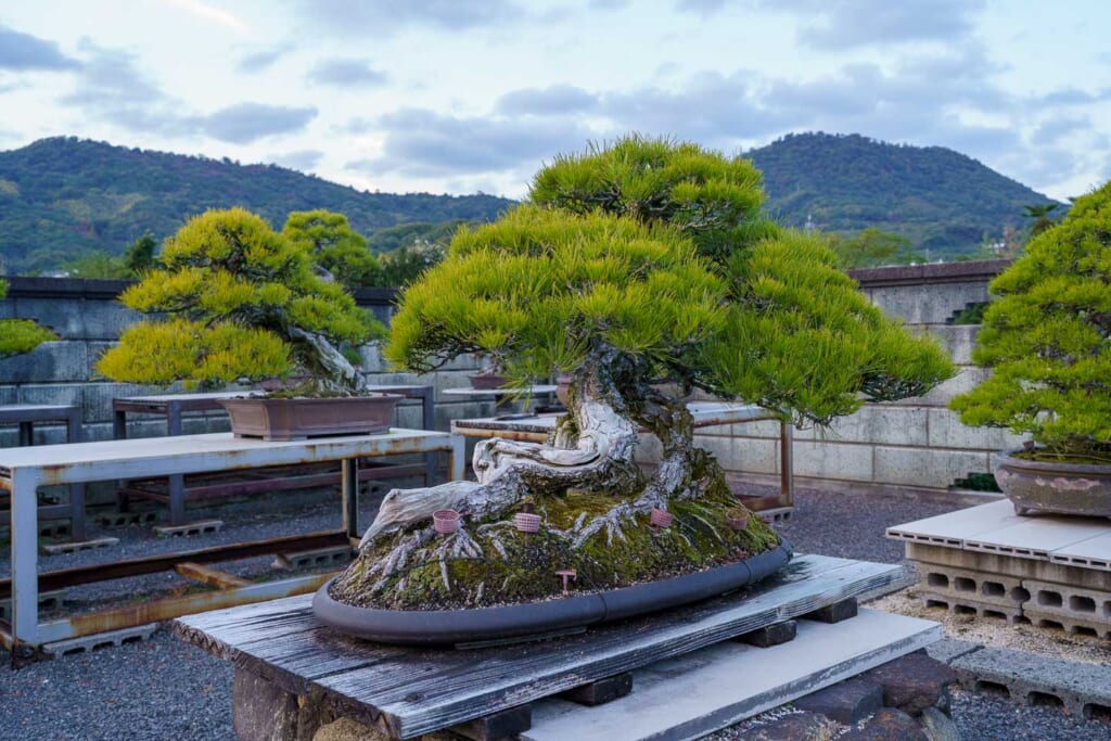 Un bonsaï japonais dans le centre de Kinsahi, préfecture de Kagawa