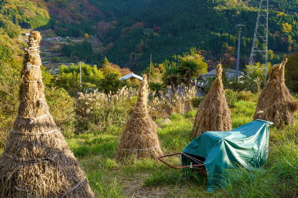 Des tas de pailles dans une ferme japonaise à Shikoku