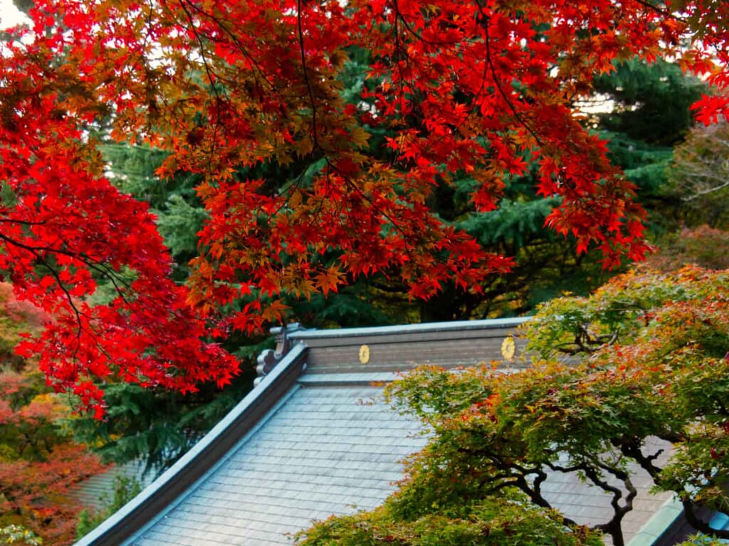 Le toît d'un temple japonais surmonté des feuilles rouge vifs d'un érable japonais