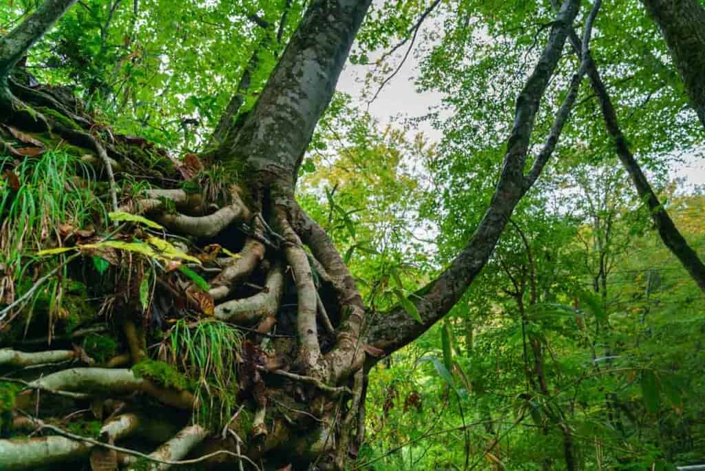 Deux arbres aux racines enchevêtrées dans la forêt japonaise de Shirakami-Sanchi