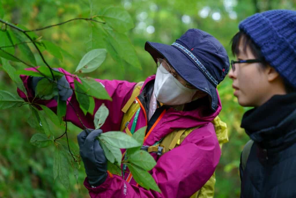 Personnes inspectant un arbre Kurimoji