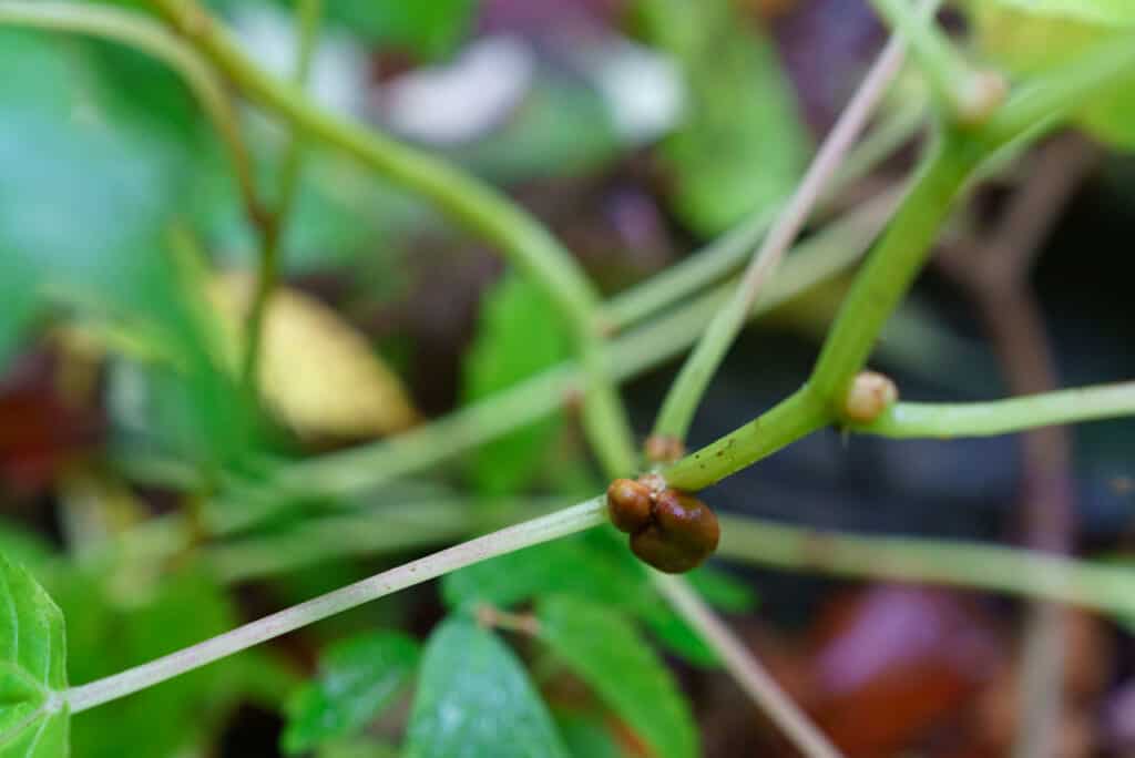 mizu, plante sauvage comestible au Japon
