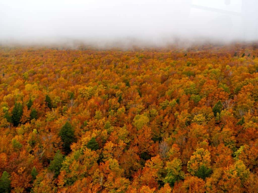 Forêt d'automne à perte de vue depuis un téléphérique au Japon