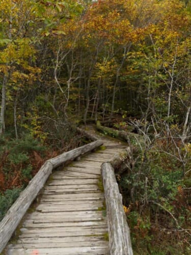 Une promenade en bois s'enfonçant dans la forêt au Japon