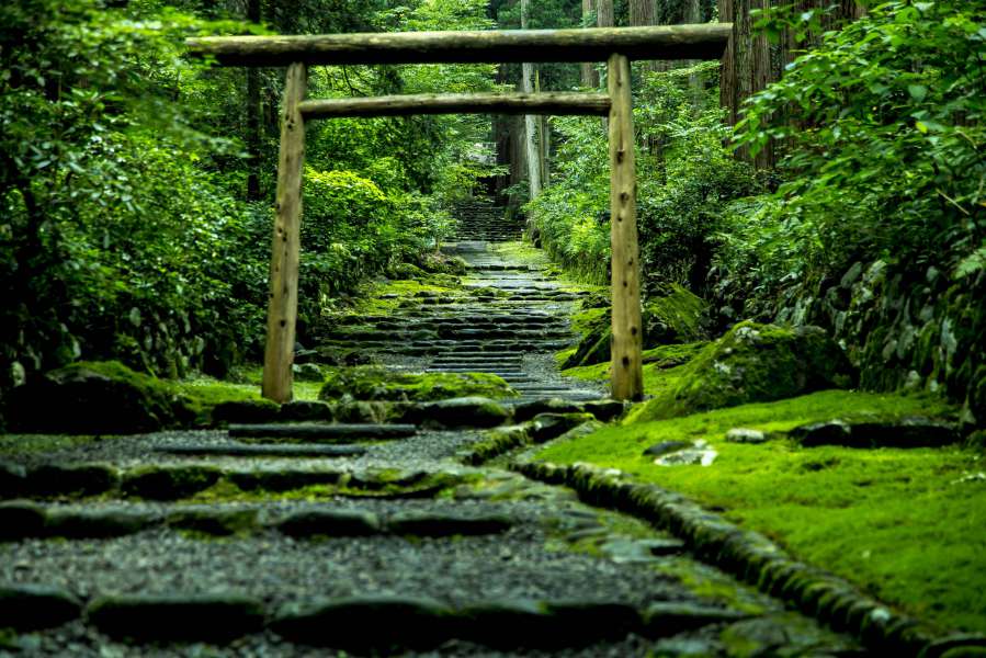 chemin de pierres qui passe sous un torii dans un paysage de mousse