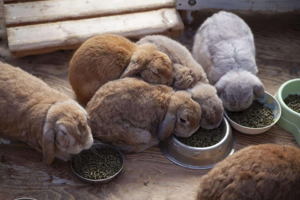 des lapins nains dans une ferme japonaise