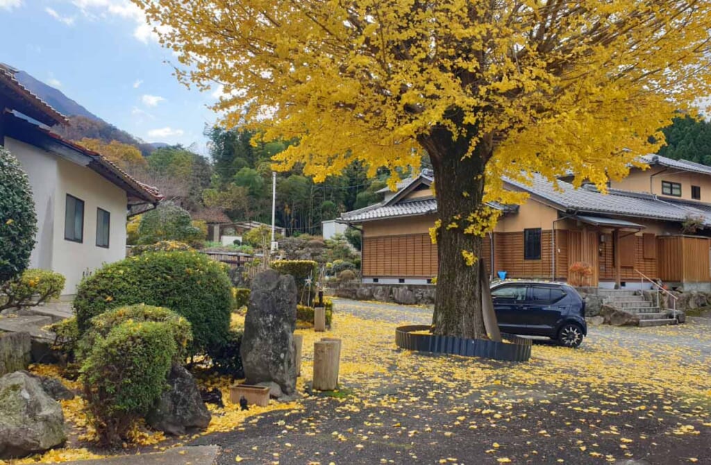 un arbre ginkgo aux feuilles jaunes durant l'automne