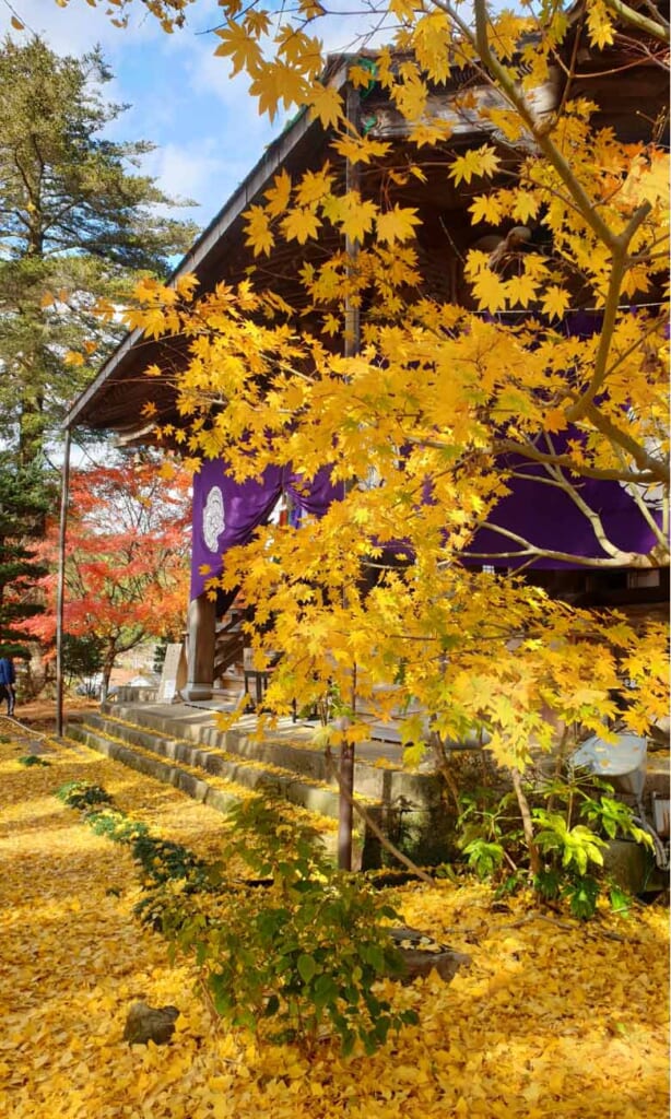 Un temple japonais sous les feuilles jaune vif d'un ginkgo