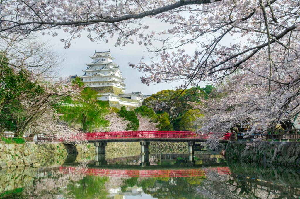 Le château de Himeji sous les cerisiers sakura en fleurs