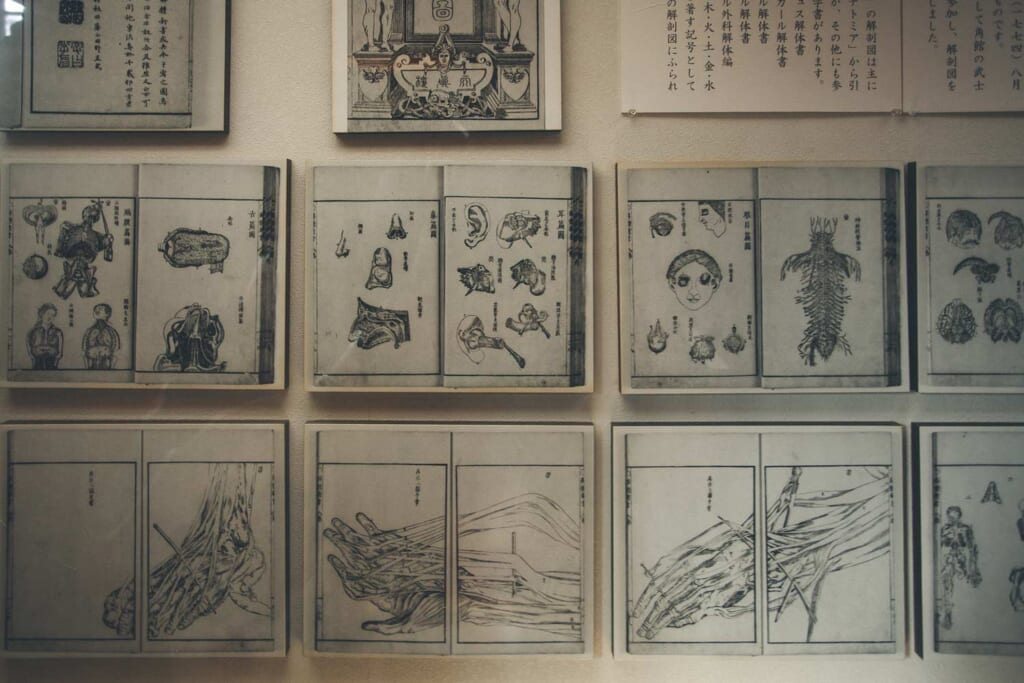 pages du premier livre d'anatomie publié au Japon, le Kaitai Shinsho