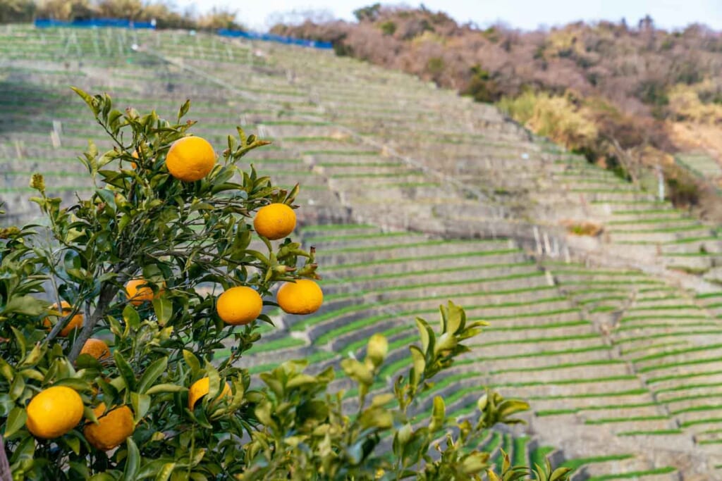 Des mandarines sur un arbre devant des champs en terrasse au Japon