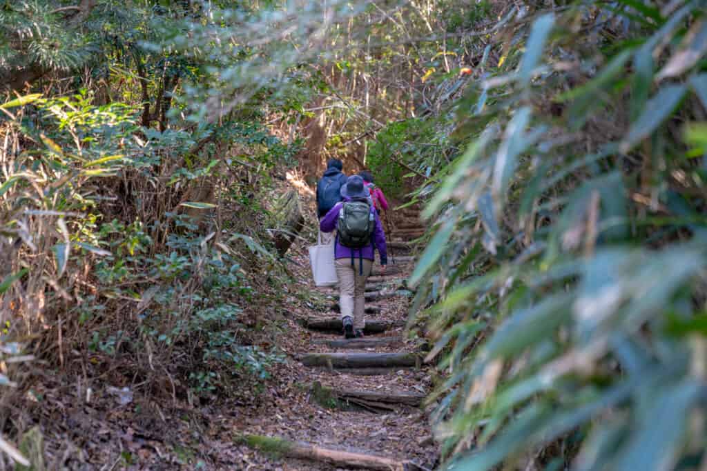 Groupe de marcheurs sur un sentier de pèlerinage en pleine forêt dans la péninsule de Kii