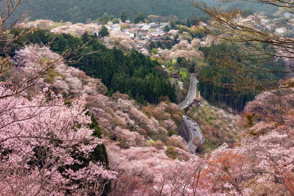 Le mont Yoshino couvert de cerisiers en fleur durant le printemps