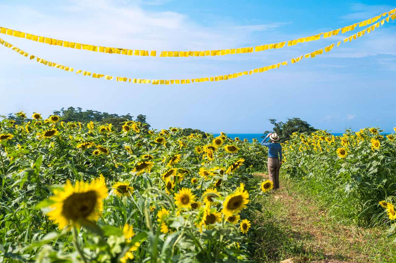Plus de 1,4 million de tournesols fleurissent d'août à septembre à Nagasakibana.