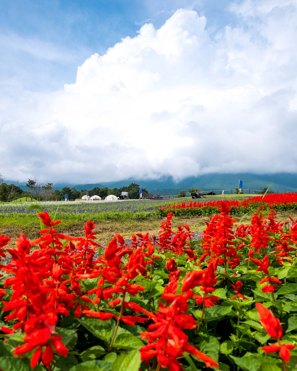 Salvia rouge vif