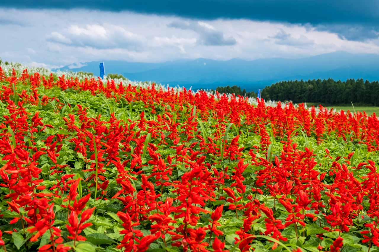 La Salvia rouge vif se marie parfaitement aux montagnes bleues lointaines, fleurissant de la mi-août à début octobre.