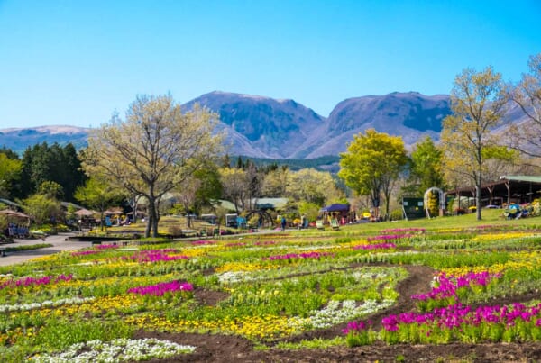 Splendide vue sur la montagne et les fleurs du parc floral de Kuju