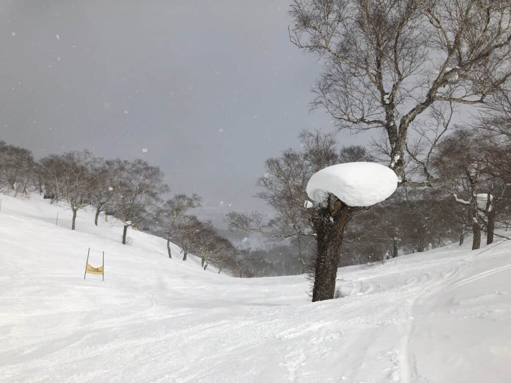 Une piste de ski couverte de neige fraiche à Hokkaido
