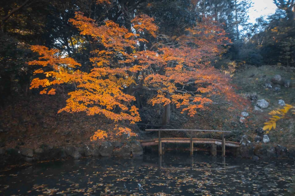 un jardin japonais surmonté d'un magnifique érable aux couleurs flamboyantes