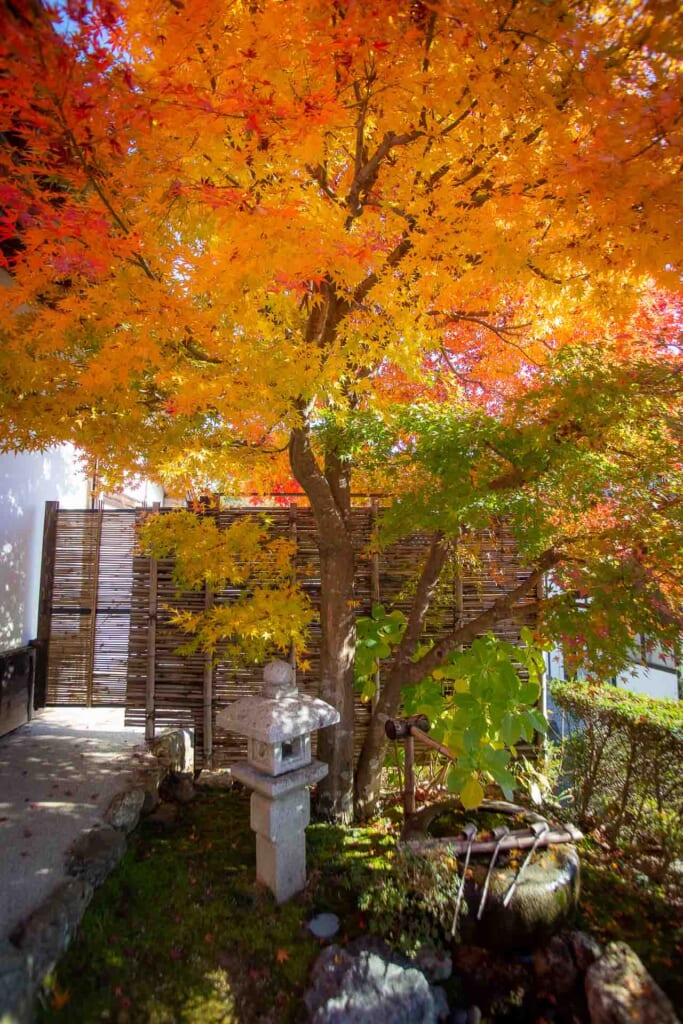 un magnifique érable japonais durant l'automne dans un temple bouddhiste
