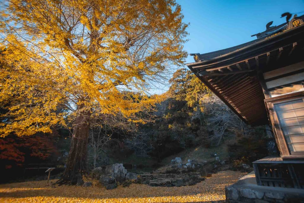 arbre ginkgo au feuilles dorées devant un temple japonais