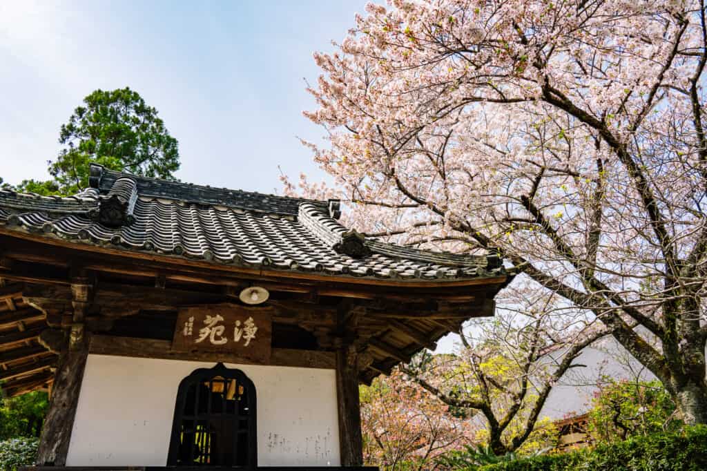 Cerisier en fleur au dessus de l'un des bâtiments d'un temple japonais