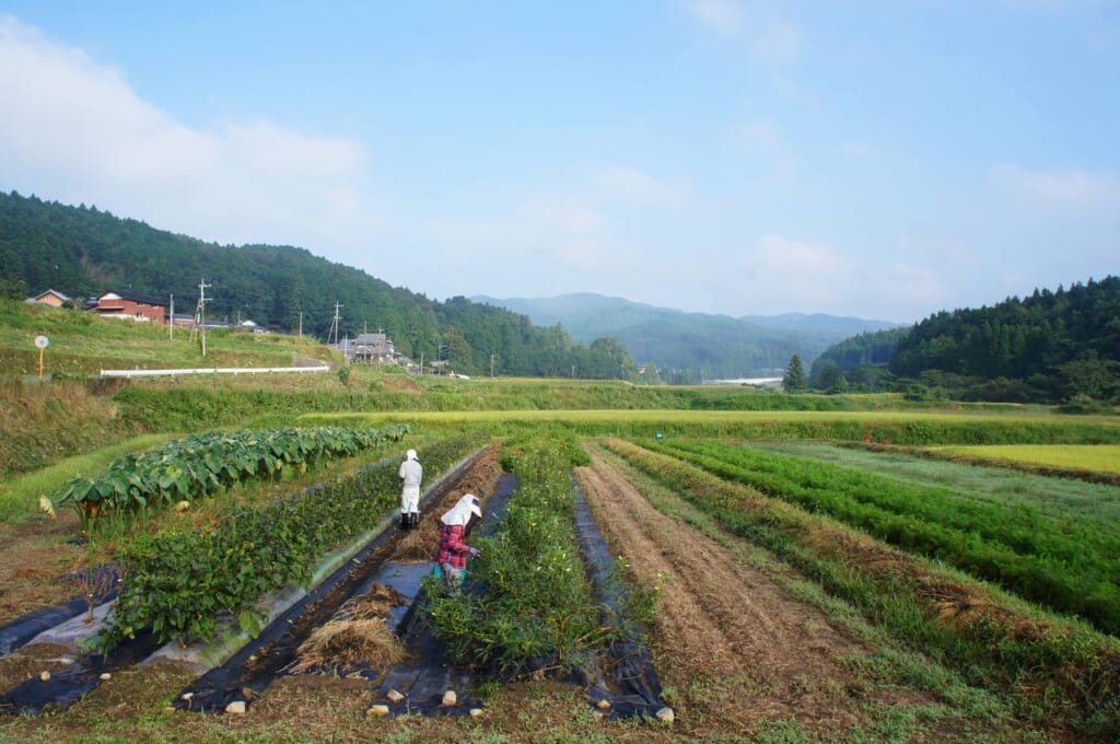Agriculteurs japonais au travail dans leur ferme biologique dans un paysage rural montagneux