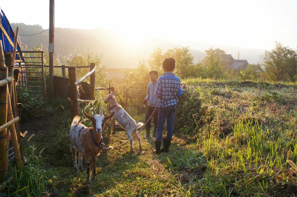 Un agriculteur bio japonais et son fils avec leurs chèvres tôt le matin à Kunisaki
