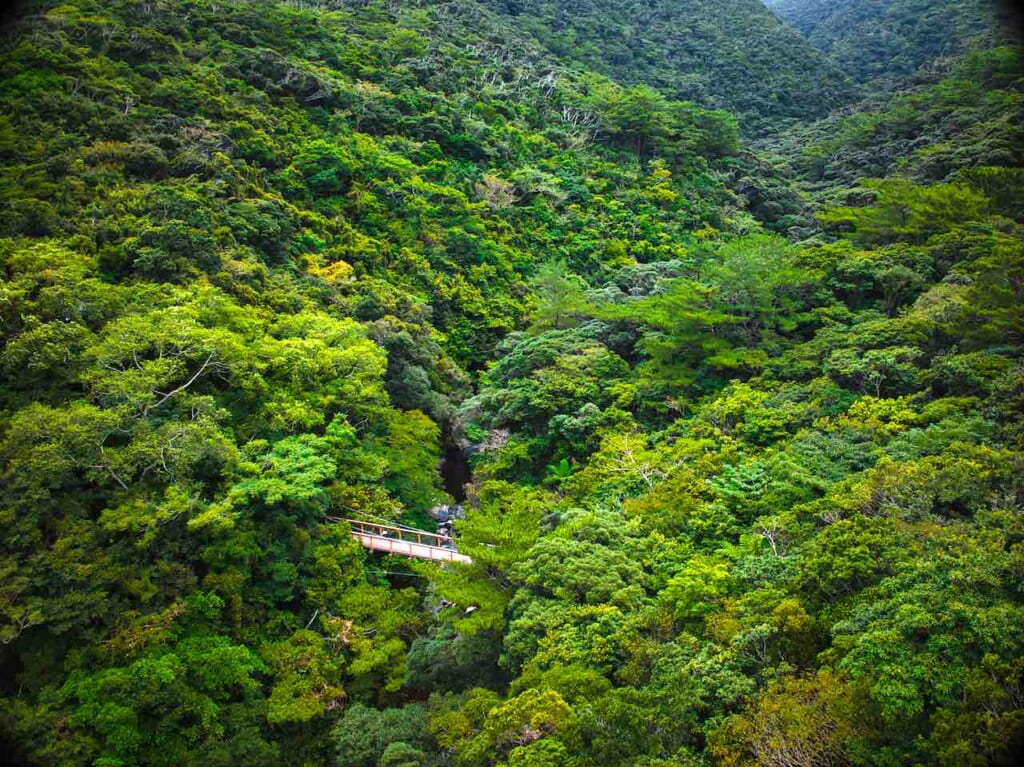 dense forêt d'itajii à Yanbaru à Okinawa