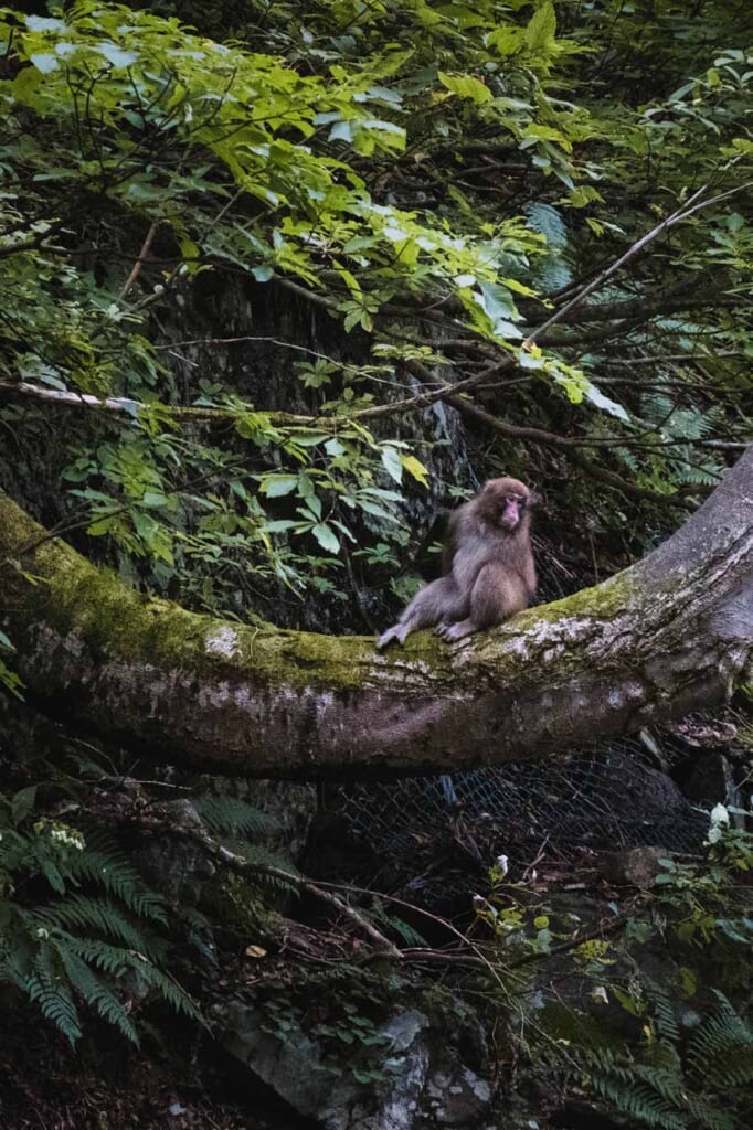Macaque japonais assis sur un tronc d'arbre