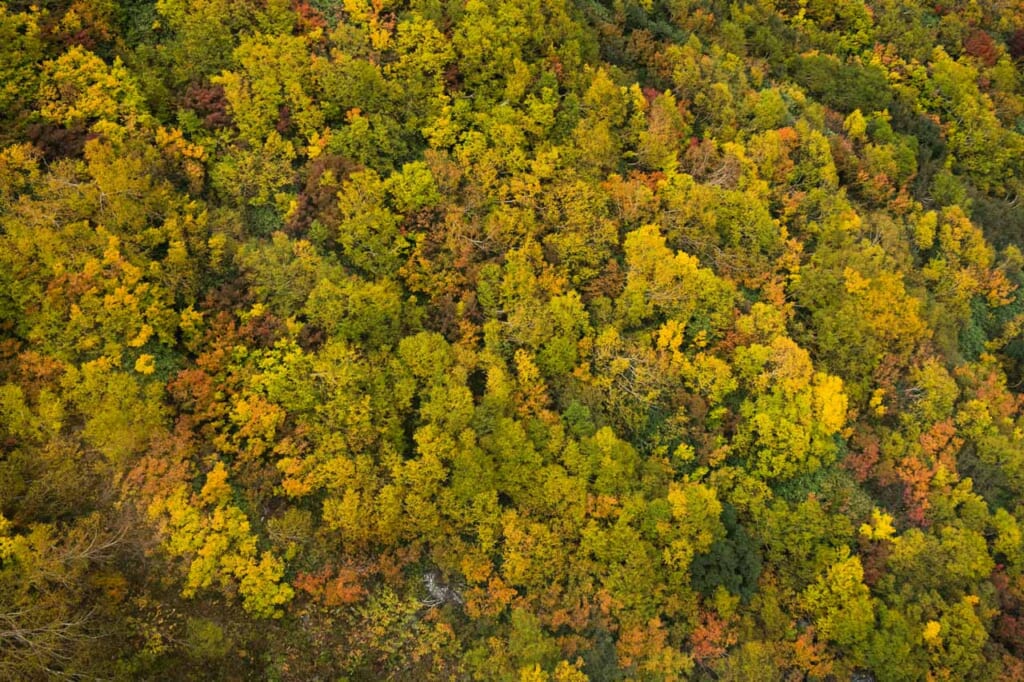 Forêt vue depuis un téléphérique en automne au Japon