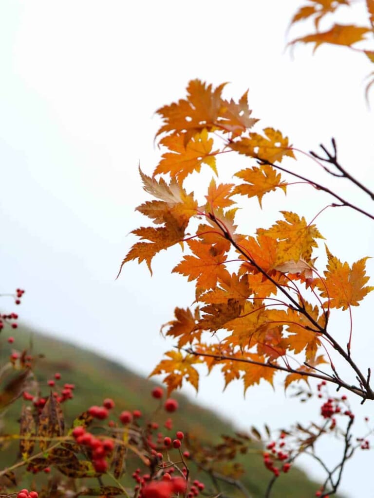 Semboku - mont Komagatake et ses feuilles d'automne