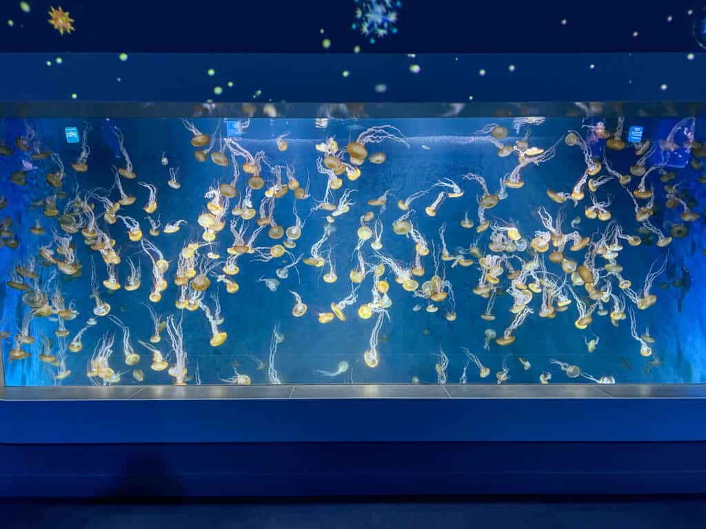 Bassin de méduses dans l'aquarium d'Enoshima au Japon