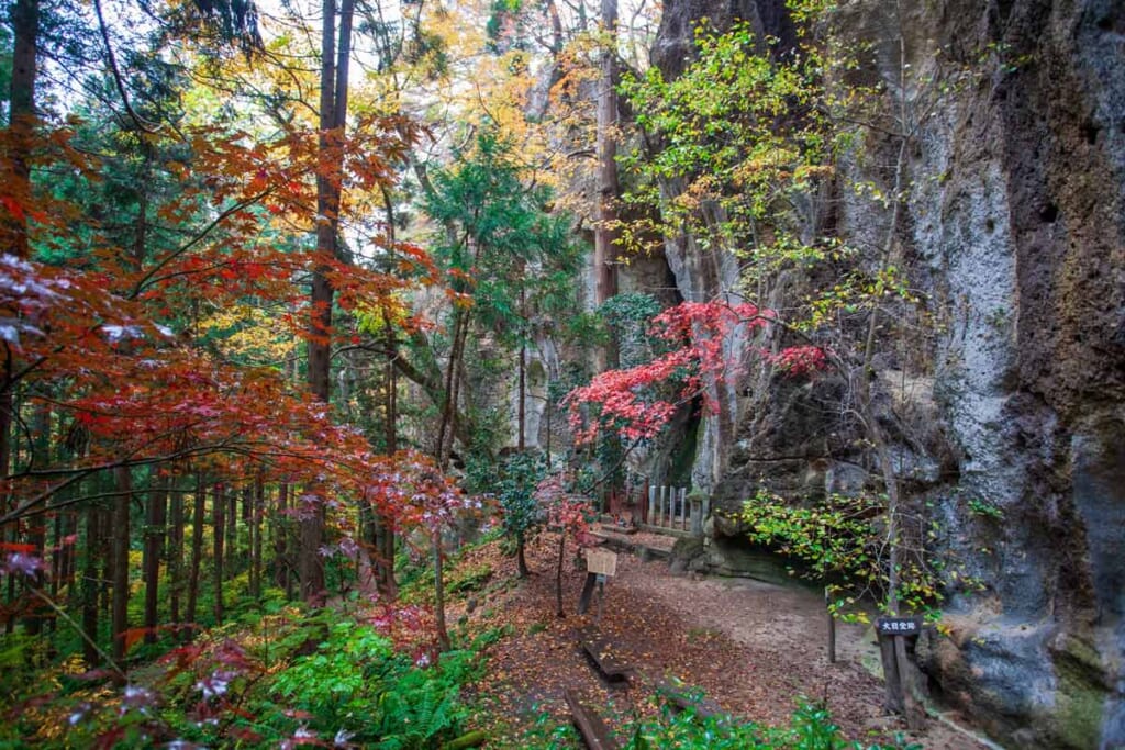 Vue d'ensemble d'une forêt japonaise durant l'automne